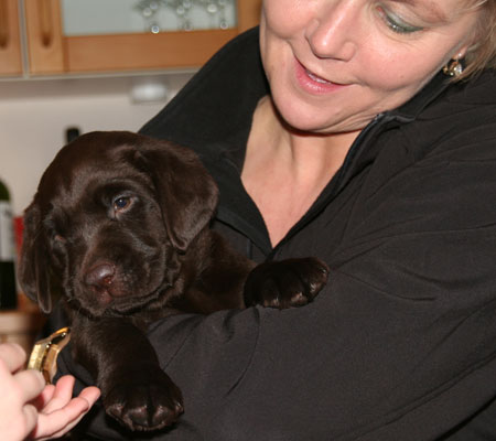 choko en mørkebrun labrador